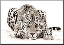 A Pencil drawing of a Leopard