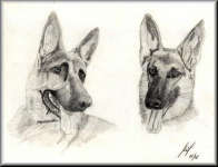 A Pencil drawing of two German Shepherds