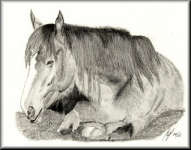 A Pencil drawing of a horse