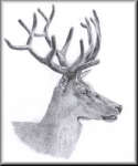 A Pencil drawing of a Stags head
