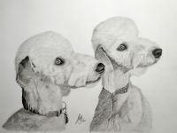 A pencil drawing of two Bedlington terriers