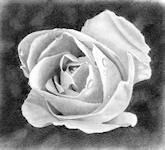A pencil drawing of a white Rose flower
