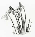 A Pen drawing of a clump of Snowdrops