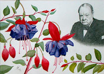 A graphite and watercolour painting of a Fuschia flower and a portrait of Winston Churchill