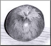 A Pencil drawing of an apple
