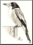 A Pencil drawing of a Butcher Bird