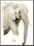 A Pencil drawing of an Elephant