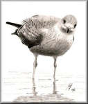 A Pencil drawing of a Herring Gull
