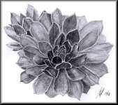 A Pencil drawing of a Sempervivens rosette