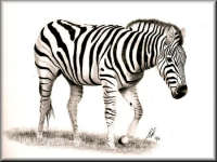 A Pencil drawing of a Zebra