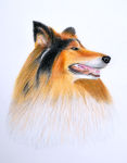 A coloured pencil painting of a Collie dog