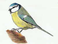 A pen and coloured pencil painting of a Blue Tit