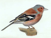 A pen and coloured pencil painting of a Chaffinch
