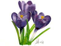 A watercolour painting of some crocus flowers