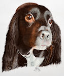 A painting of a Spaniel using Pastel Pencils