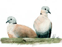 A watercolour painting of a pair of Collared Doves
