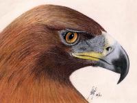 A pastel painting of an Eagles head