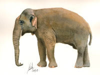 A watercolour painting of an Elephant
