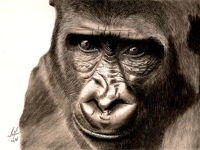 A charcoal painting of a Gorilla's head