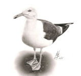A pencil drawing of a Gull