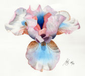 A watercolour painting of an Iris flower