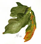 A watercolour painting of fallen Oak Leaves with an Acorn
