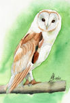 A watercolour painting of a White Barn Owl