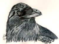 A head and shoulders painting of a Raven.