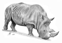 A pencil drawing of a Rhinoceros
  