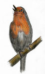 A pen and coloured pencil  painting of a Robin