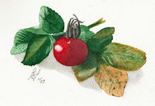 A watercolour painting of a Rose Hip