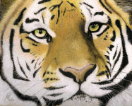 A pastel painting of a Tigers head