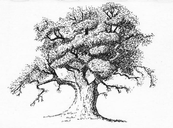 A Pen drawing of an old tree.