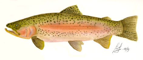 A watercolour painting of a rainbow trout