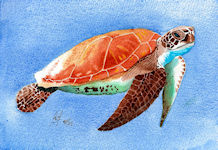 A watercolour painting of a Turtle