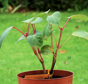 Photograph showing pruned Fuchsia