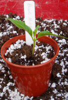 photograph of new Fuchsia cutting in pot