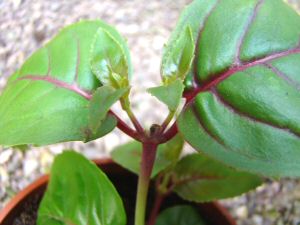 Photograph of a Fuchsia showing the new growth