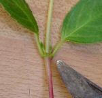 Photograph showing leaf node on Fuchsia stem